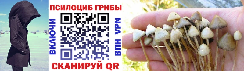 где можно купить наркотик  Ковдор  Галлюциногенные грибы MAGIC MUSHROOMS 